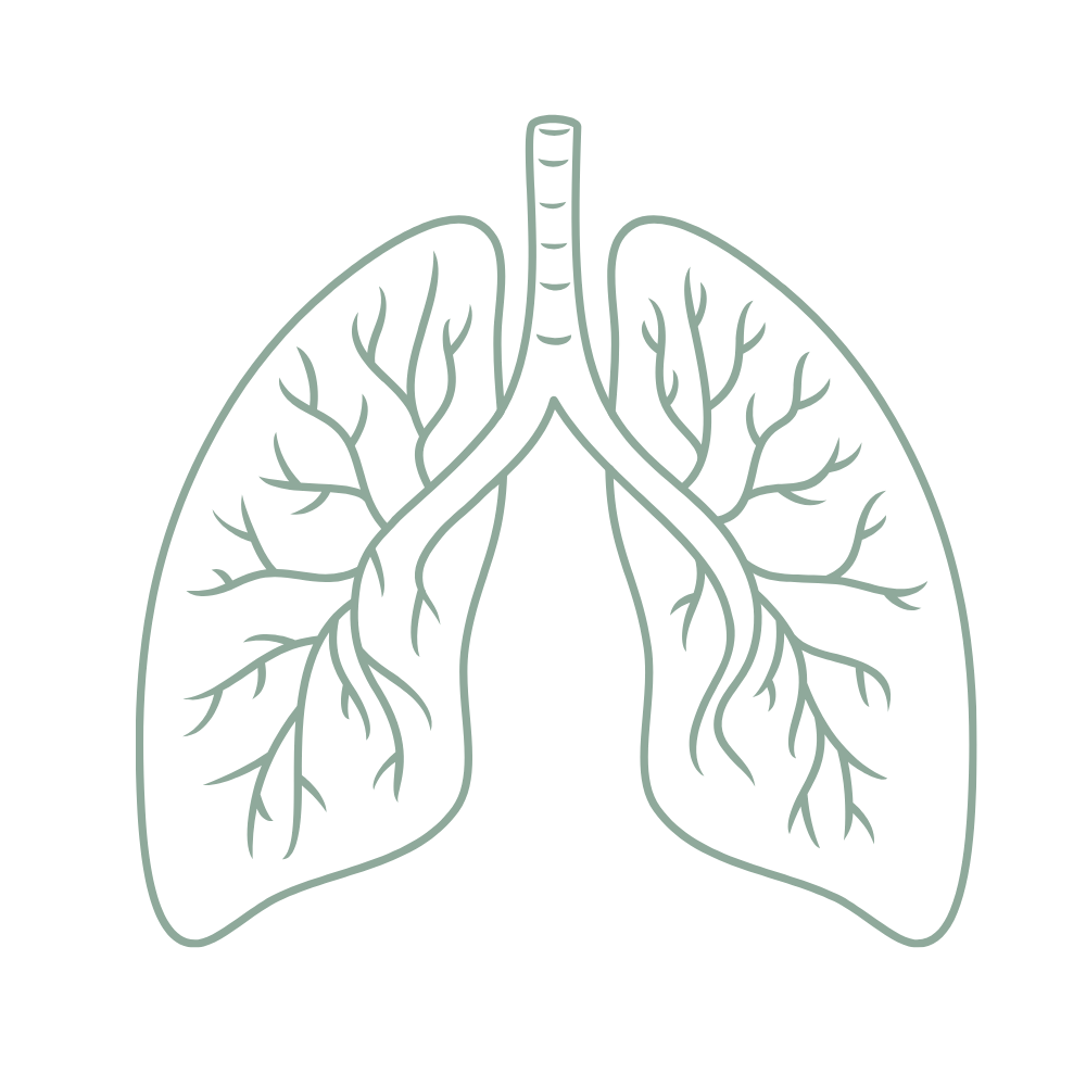 Line art of lungs